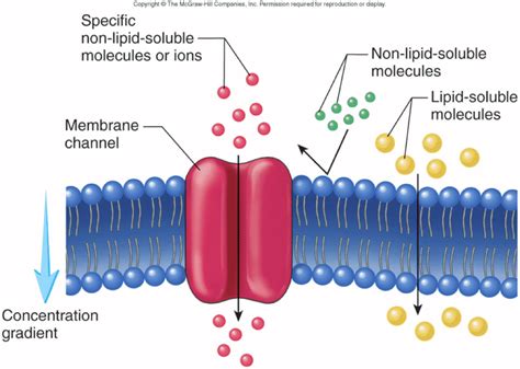 when testing diffusion over a selectively permeable membrane|diffusion needs partially permeable membrane.